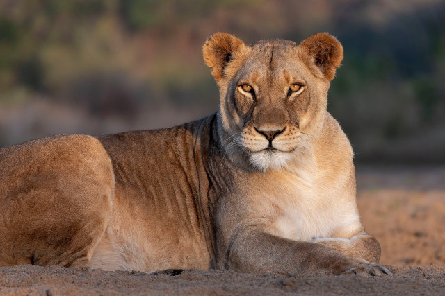 Lion dirt laying eyes open free wallpaper for desktop - medium preview image