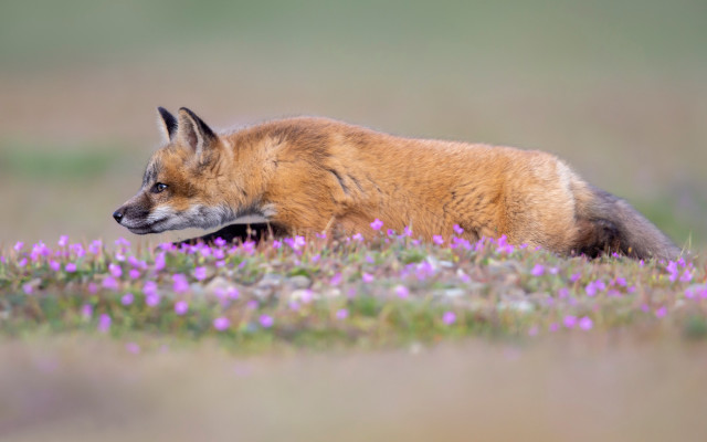 Fox purple flower field blurry free wallpaper for desktop - medium preview image