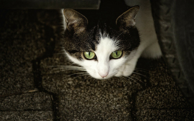 Black cat green eyes curious #2 free wallpaper for desktop - medium preview image