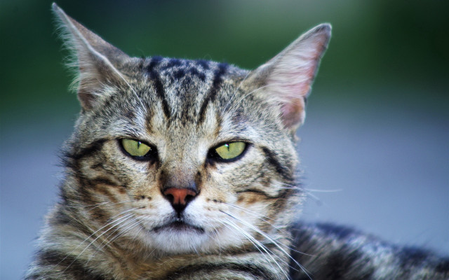 Cat green eyes closeup blurry free wallpaper for desktop - medium preview image