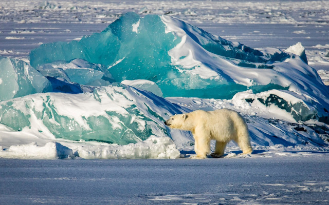 Polar bear frozen lake icebergs free wallpaper for desktop - medium preview image