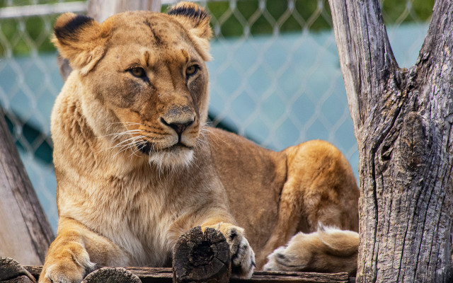 Lion resting tree branch chainfence free wallpaper for desktop - medium preview image