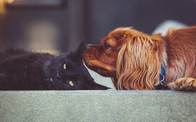 Dog cat laying kissing outside free wallpaper for desktop - medium preview image