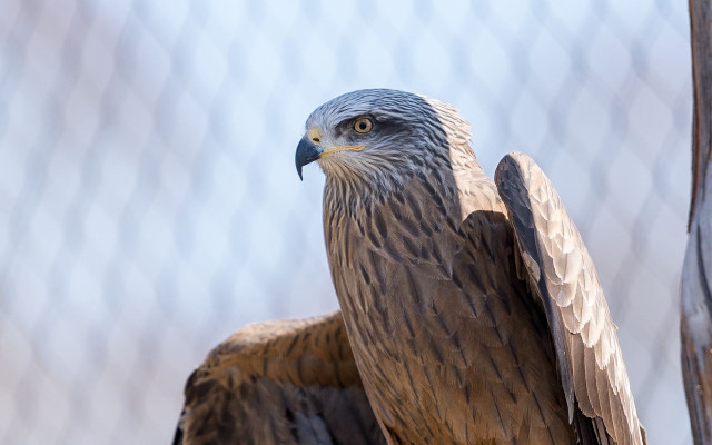Eagle feathered wings owl bird free wallpaper for desktop - medium preview image