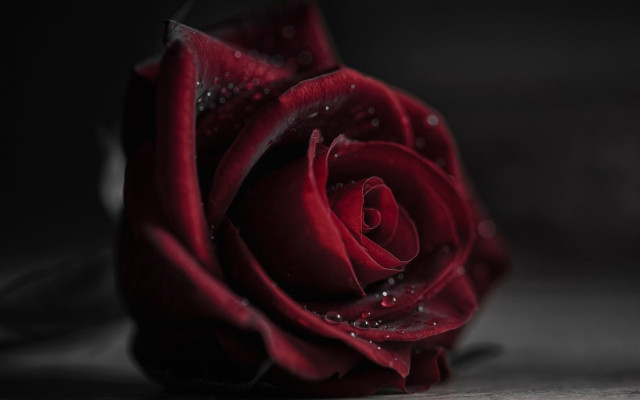 Red rose water droplets gothic #10 free wallpaper for desktop - medium preview image