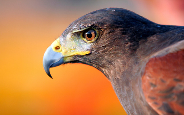 Bird prey closeup orange yellow free wallpaper for desktop - medium preview image