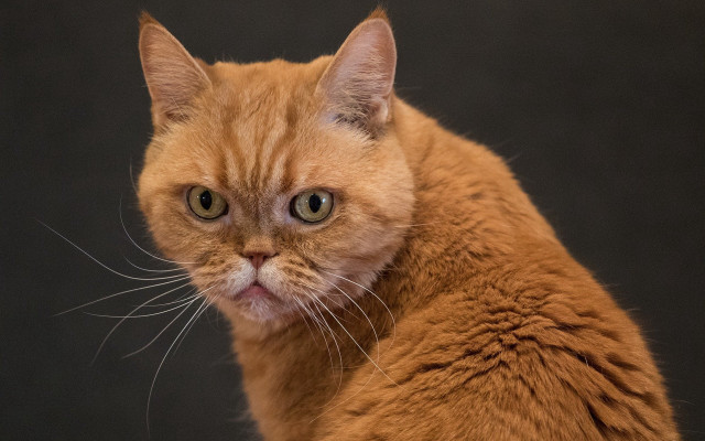Cat closeup blackbackground whitepupil animalportrait free wallpaper for desktop - medium preview image