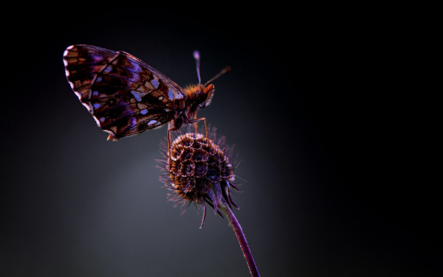 Butterfly flower glow macro dark free wallpaper for desktop - medium preview image