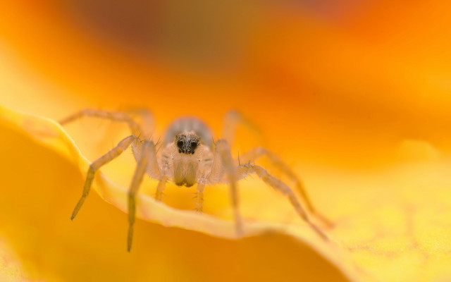 Spider flower macro blurry background free wallpaper for desktop - medium preview image