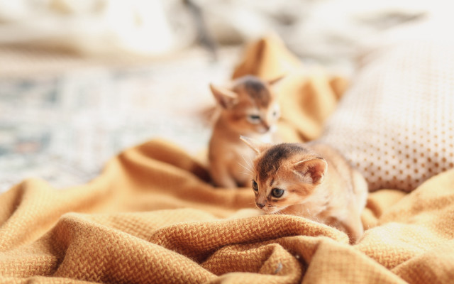 Kittens bed blanket tiltshift photorealistic free wallpaper for desktop - medium preview image