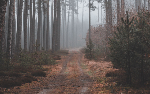 Dirt road forest fog branch free wallpaper for desktop - medium preview image