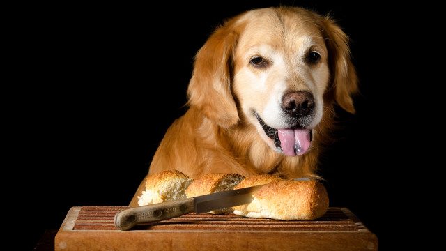 Golden retriever dog bread knife free wallpaper for desktop - medium preview image