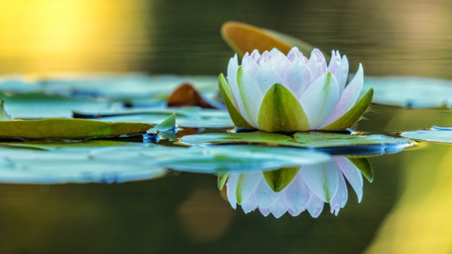 White flower lake leafy plant free wallpaper for desktop - medium preview image