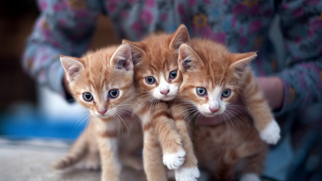 Kittens holding person blurry background free wallpaper for desktop - medium preview image