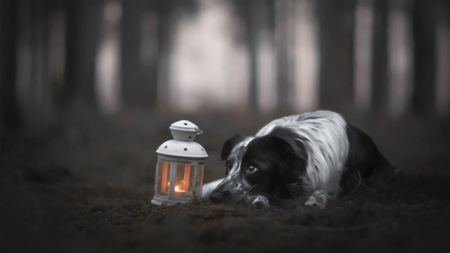 Dog laying grass lantern woods free wallpaper for desktop - medium preview image