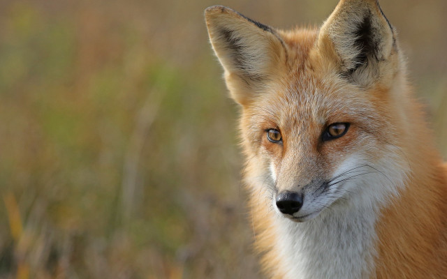 Fox closeup blurry background furry free wallpaper for desktop - medium preview image
