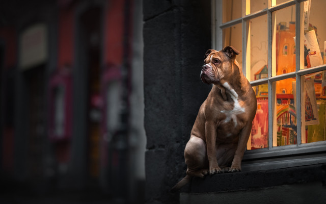 Dog window sill looking storefront free wallpaper for desktop - medium preview image