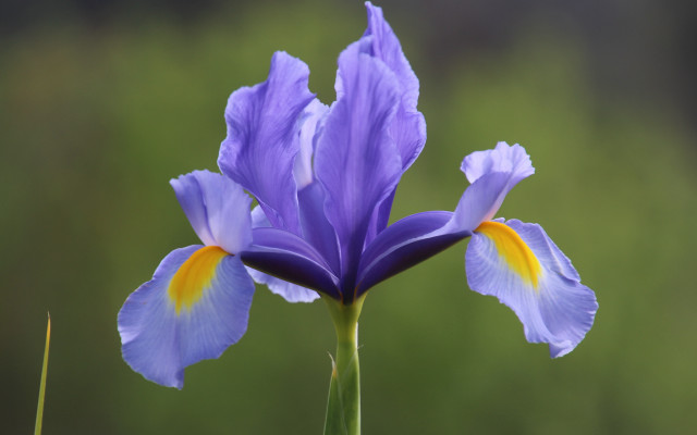 Purple flower daisy macro grass free wallpaper for desktop - medium preview image
