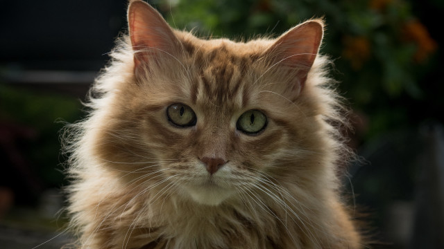 Long haired cat serious felix free wallpaper for desktop - medium preview image
