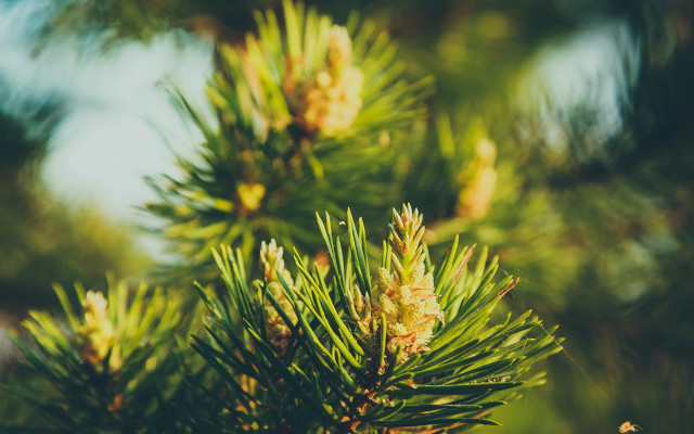 Pine tree shallow depth blurry free wallpaper for desktop - medium preview image
