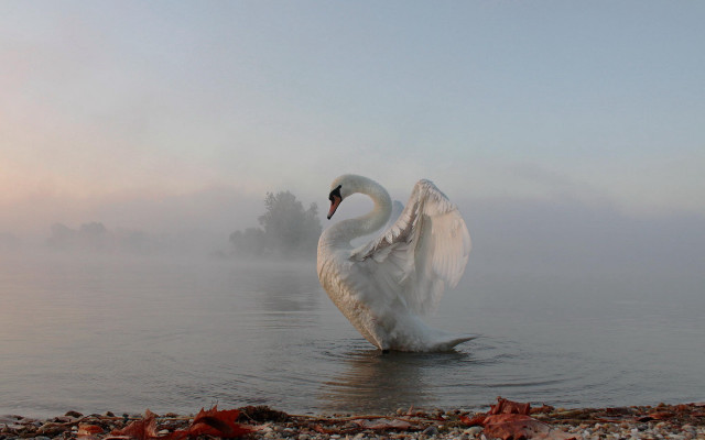 Swan foggy water wings spread free wallpaper for desktop - medium preview image