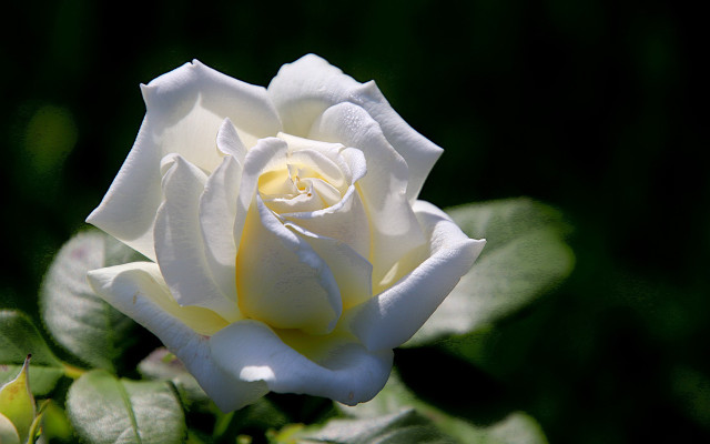 White rose yellow center green free wallpaper for desktop - medium preview image