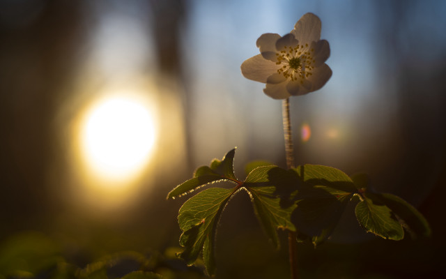 Flower sun macro backlighting lily free wallpaper for desktop - medium preview image