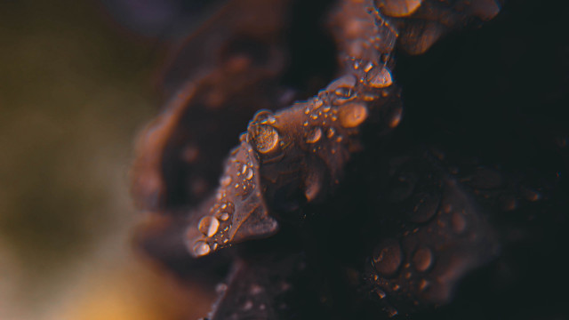 Water droplets leafy stem macro free wallpaper for desktop - medium preview image