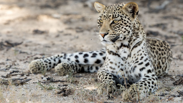 Leopard sitting dirt grass blurry free wallpaper for desktop - medium preview image