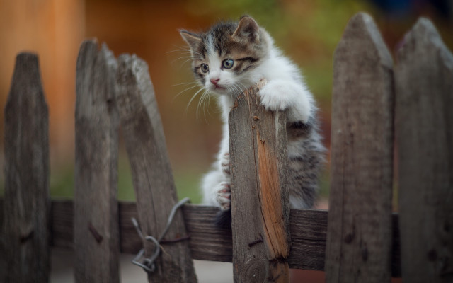 Kitten fence blue eyes blurry free wallpaper for desktop - medium preview image