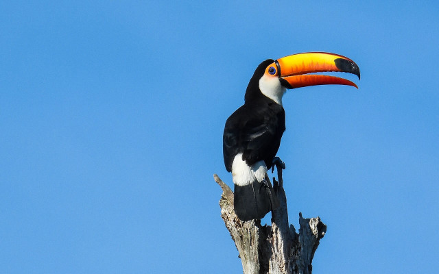 Toucan tree branch blue sky free wallpaper for desktop - medium preview image