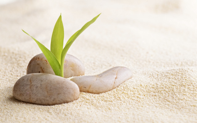 Plant sprouting rocks sand green free wallpaper for desktop - medium preview image