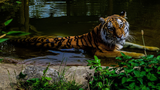 Tiger laying water green forest free wallpaper for desktop - medium preview image