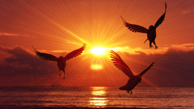 Birds sunset ocean clouds flying free wallpaper for desktop - medium preview image