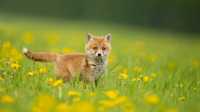Small fox flower field blurry free wallpaper for desktop - medium preview image