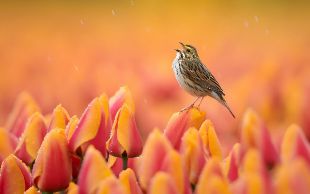 Bird flower rain blurry macro free wallpaper for desktop - medium preview image