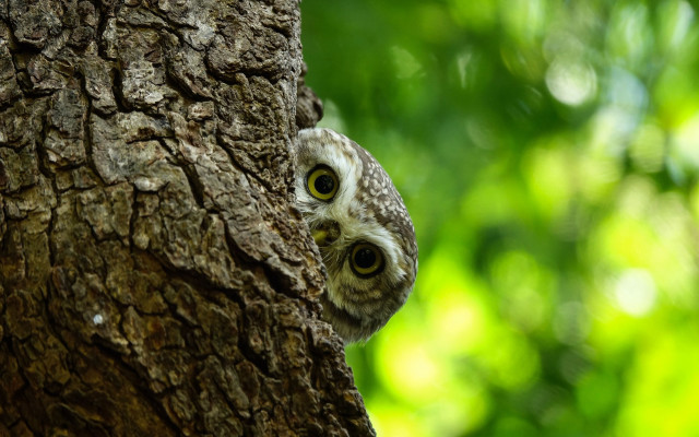 Small owl peeking tree forest free wallpaper for desktop - medium preview image