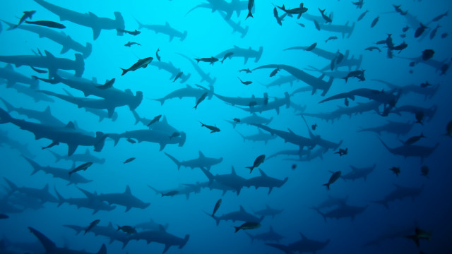 Sharks blue ocean group birds free wallpaper for desktop - medium preview image
