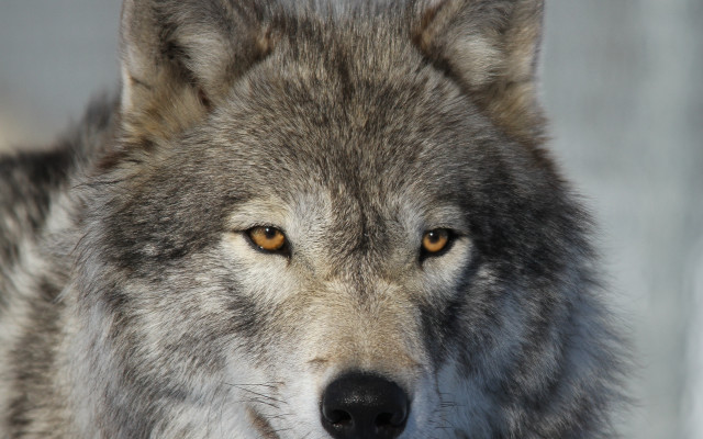 Wolf yellow eye closeup naturalism free wallpaper for desktop - medium preview image
