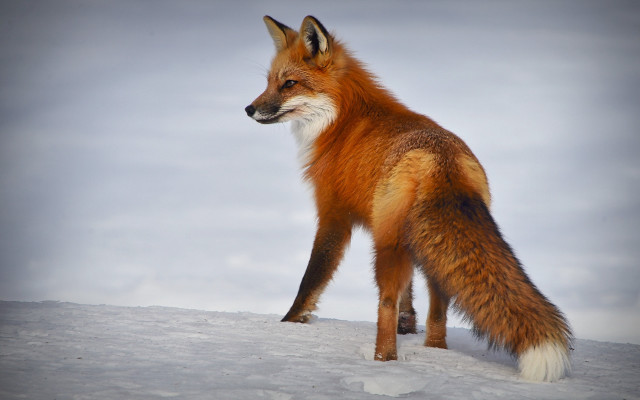 Red fox snow outdoors realistic free wallpaper for desktop - medium preview image