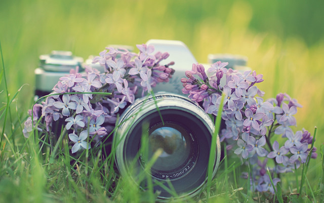 Camera purple flower bouquet macro free wallpaper for desktop - medium preview image