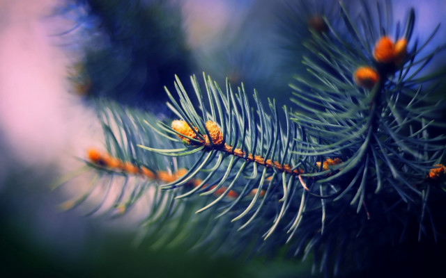 Pine branch orange cones shallow free wallpaper for desktop - medium preview image