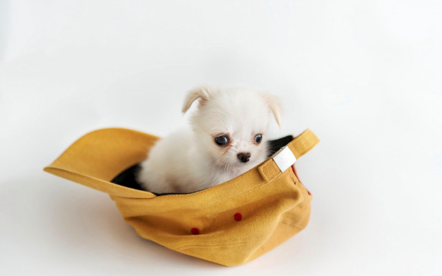 Small white dog yellow bag free wallpaper for desktop - medium preview image