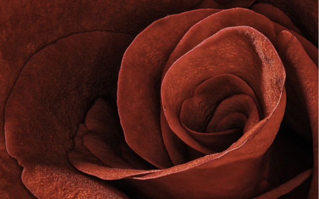 Red rose macro black background #2 free wallpaper for desktop - medium preview image