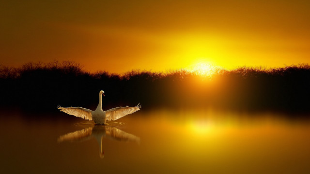 Swan floating lake sunset wings free wallpaper for desktop - medium preview image