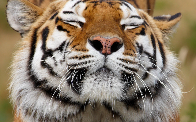 Tiger closeup blurrygrass bushes closedeyes free wallpaper for desktop - medium preview image