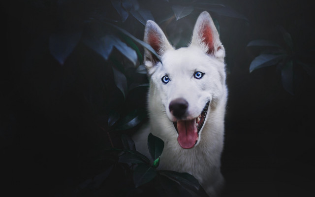 White dog blue eyes leaves free wallpaper for desktop - medium preview image