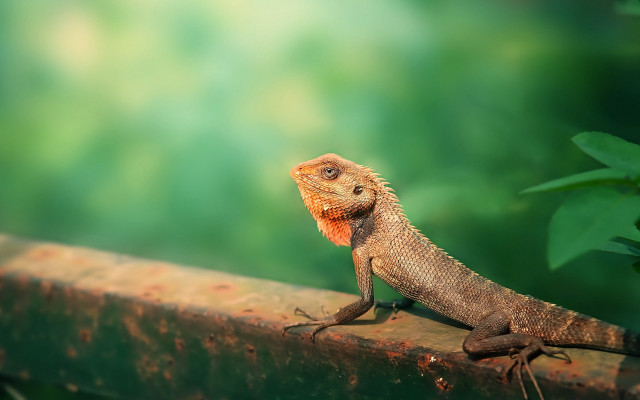 Lizard sitting branch sun blurry free wallpaper for desktop - medium preview image