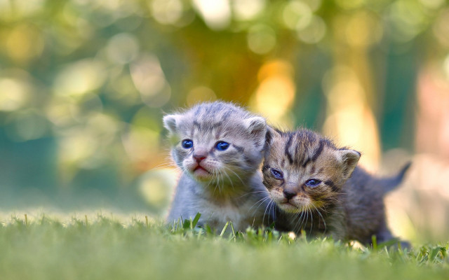 Kittens grass blue eyes photorealistic free wallpaper for desktop - medium preview image