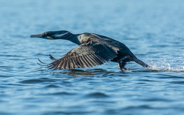 Bird flying over water landing free wallpaper for desktop - medium preview image